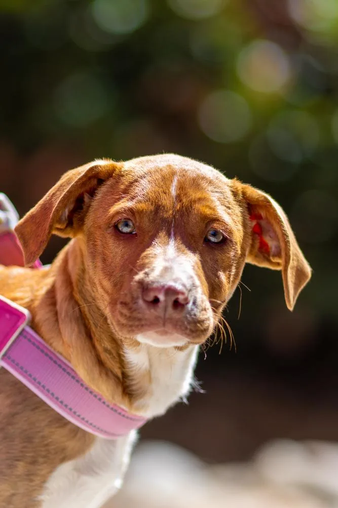 Bibi  Otis thumbnail 2