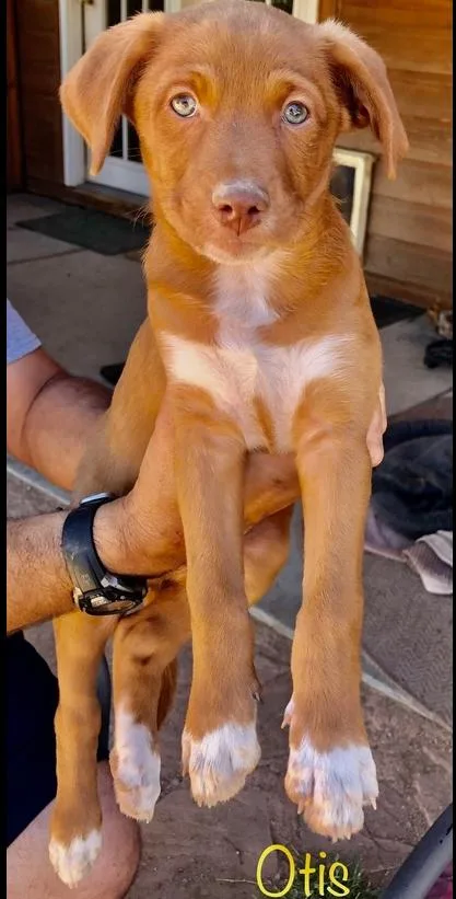 Bibi  Otis thumbnail 3