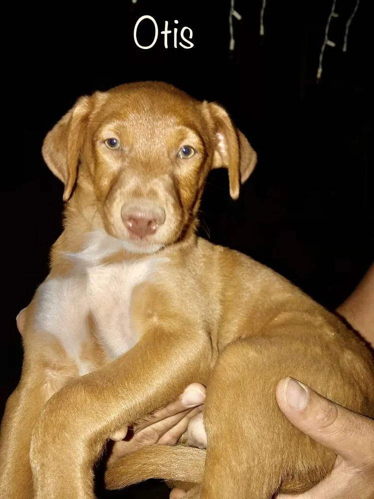 Bibi  Otis thumbnail 4