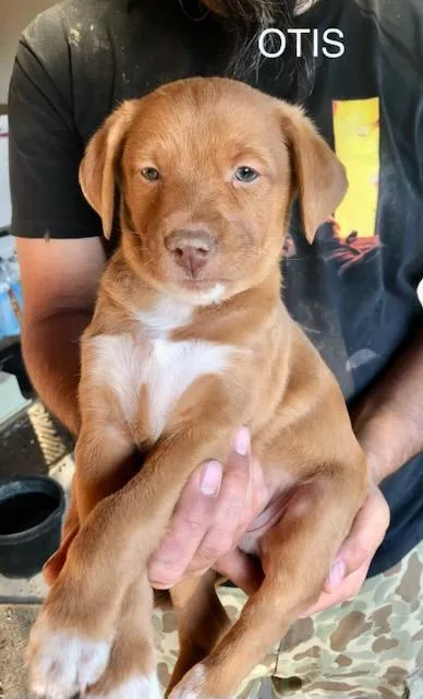 Bibi  Otis thumbnail 6