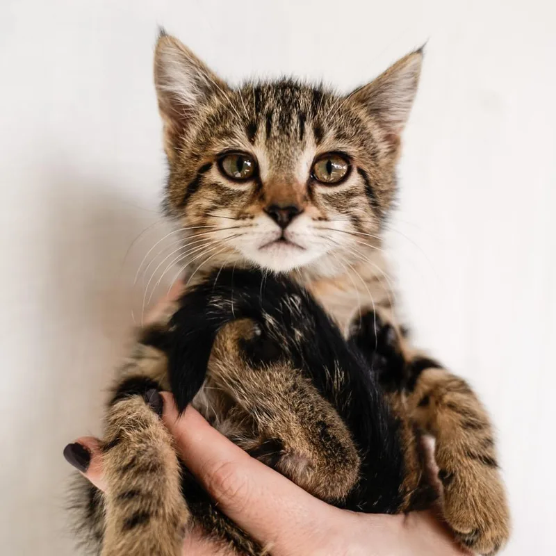 A baby medium-sized female Brown / Chocolate Domestic Short Hair cat named Brittany for adoption in Cathlamet, WA