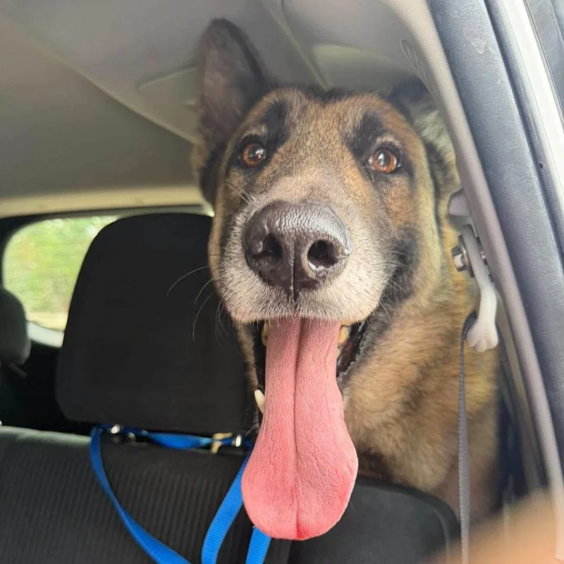 A senior large-sized male German Shepherd Dog dog named BigDog for adoption in Stephens City, VA