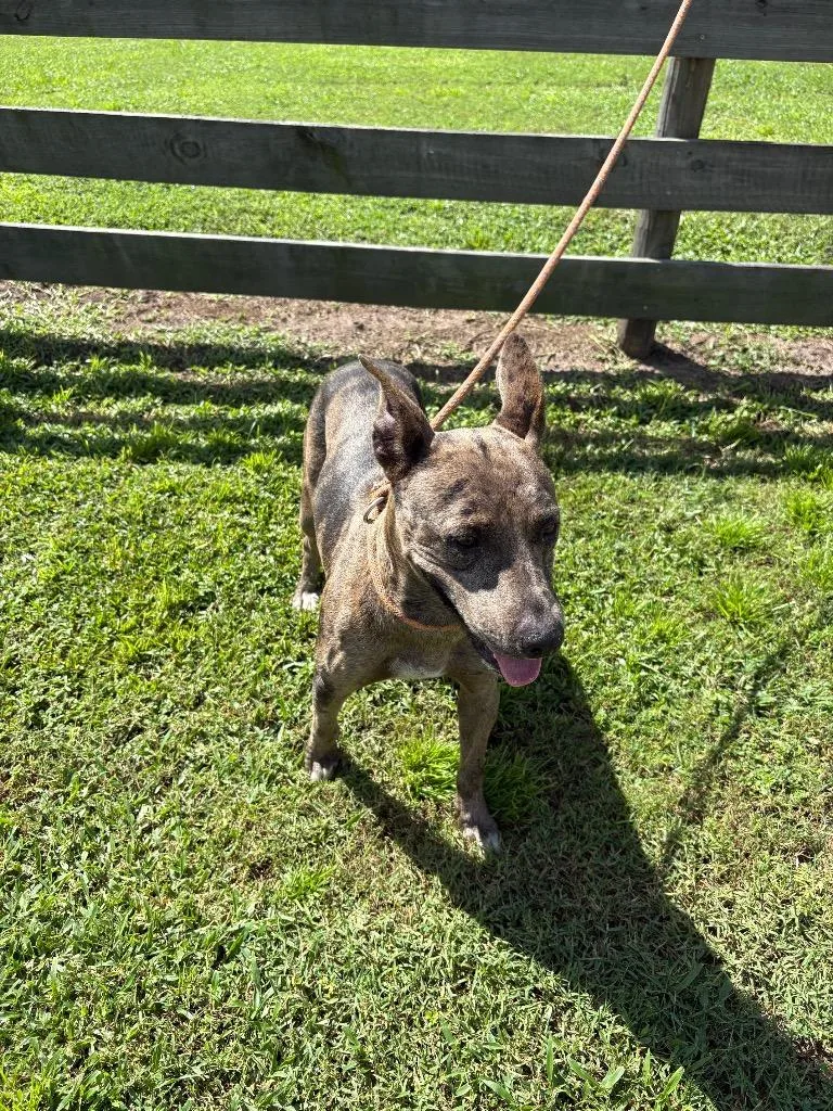 An adult medium-sized female Terrier dog named Janet for adoption in Wauchula, FL