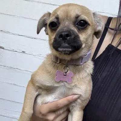 A baby small-sized female Yellow / Tan / Blond / Fawn Pug dog named Luna for adoption in Sonoma, CA