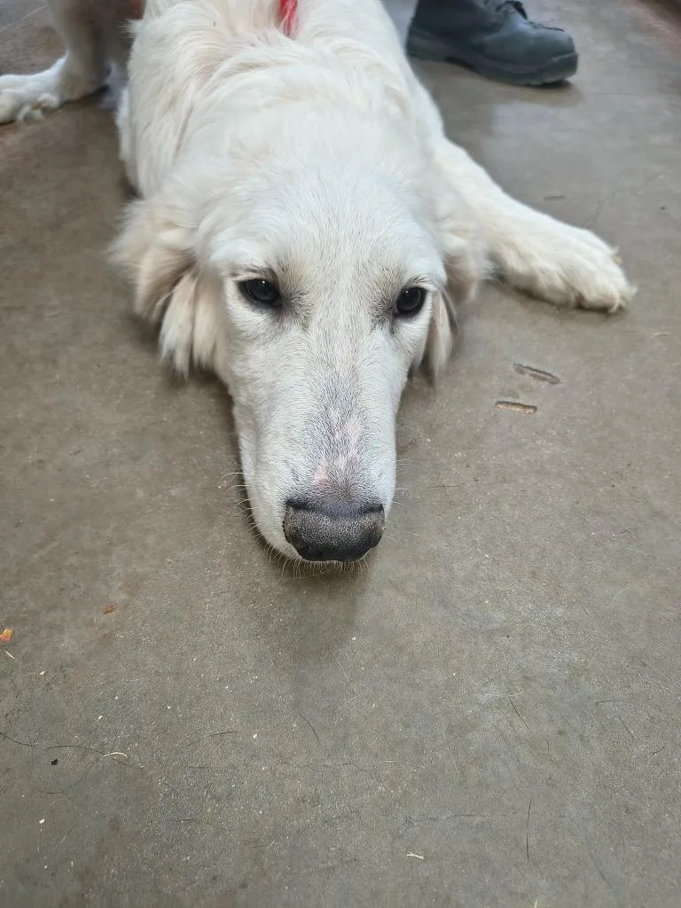 A baby large-sized male Great Pyrenees dog named Koda for adoption in Brownwood, TX