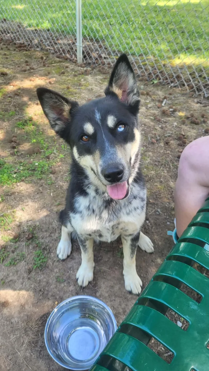 A young medium-sized female Tricolor (Brown, Black, & White) Australian Cattle Dog / Blue Heeler dog named Astrid for adoption in Waynesboro, TN