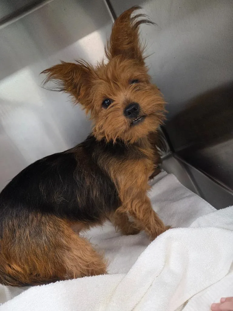 An adult medium-sized female Terrier dog named Laurene for adoption in Athens, TN