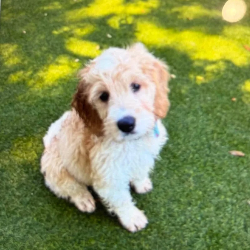 A young medium-sized female Cocker Spaniel dog named Angel for adoption in Winter haven, FL