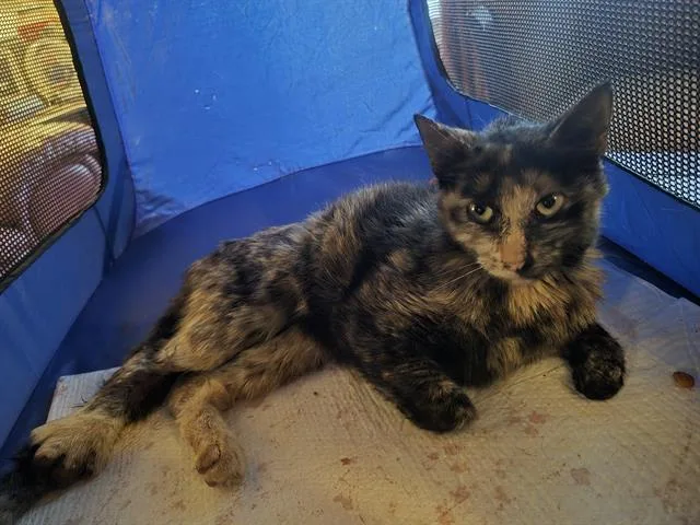 An adult medium-sized female Domestic Short Hair cat named Tippy for adoption in San Antonio, TX