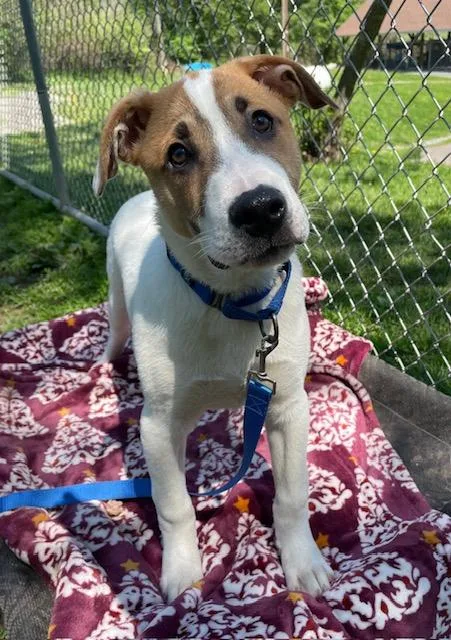 A baby large-sized male White / Cream Mixed Breed dog named Argo for adoption in Honesdale, PA