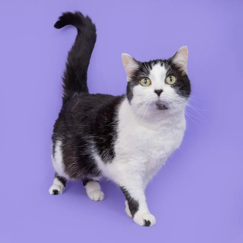 A senior medium-sized female Black Domestic Short Hair cat named Rachael for adoption in Franklin, TN