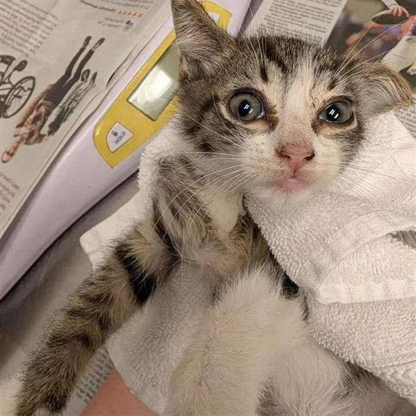 A baby small-sized male Brown / Chocolate Domestic Short Hair cat named Baja Blast for adoption in Jacksonville, FL