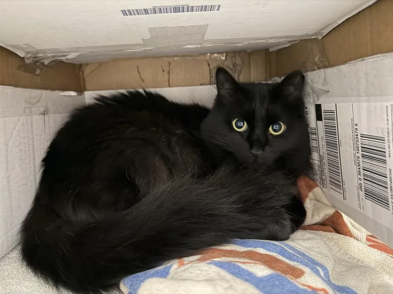 An adult medium-sized female Black Domestic Long Hair cat named Dixie for adoption in Plymouth, MI