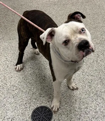 An adult extra large-sized male White / Cream Pit Bull Terrier dog named Gojo for adoption in Kansas City, MO