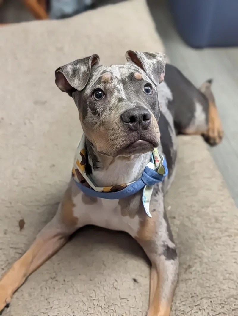 A baby large-sized male Merle (Blue) American Bully dog named Hobbs for adoption in Plainfield, NJ