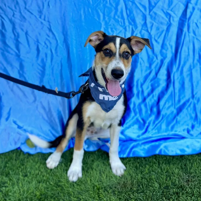 A young small-sized male Black Australian Kelpie dog named Champ for adoption in Rowland Heights, CA
