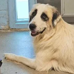 A young large-sized female Tricolor (Brown, Black, & White) Great Pyrenees dog named Elsa for adoption in Green Valley, AZ