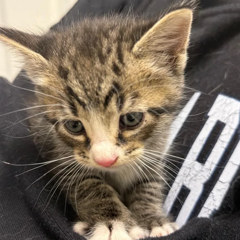 A baby small-sized male Domestic Short Hair cat named Wendell for adoption in Cumming, GA
