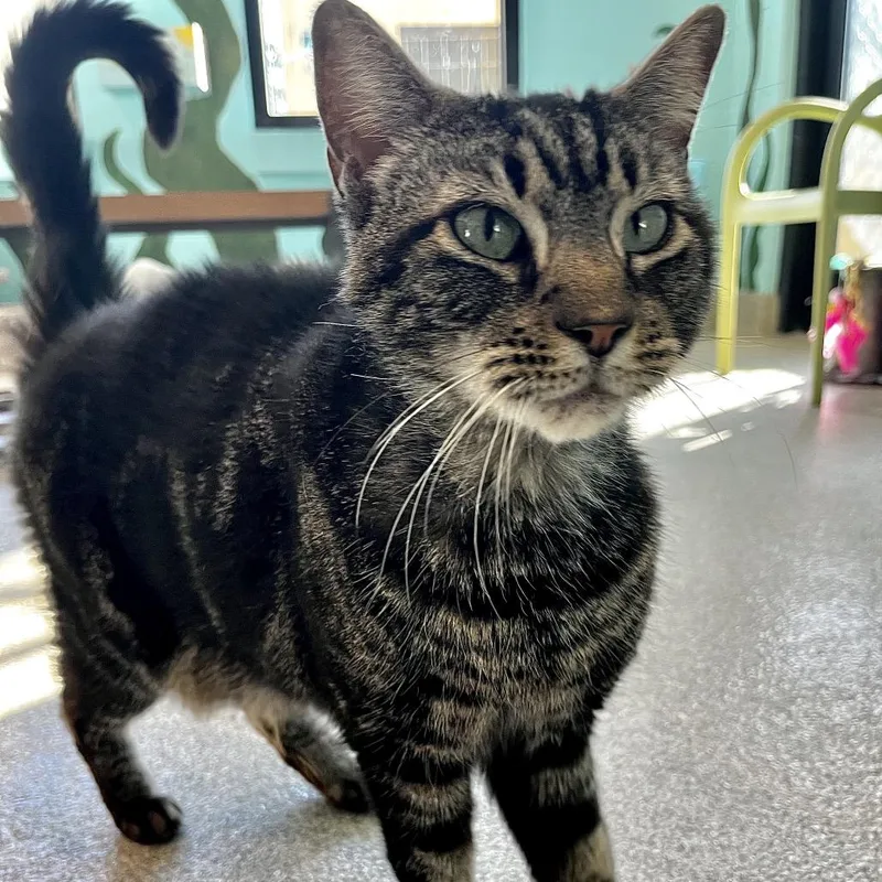 A senior large-sized male Brown / Chocolate Domestic Medium Hair cat named Jordy for adoption in Englewood, FL