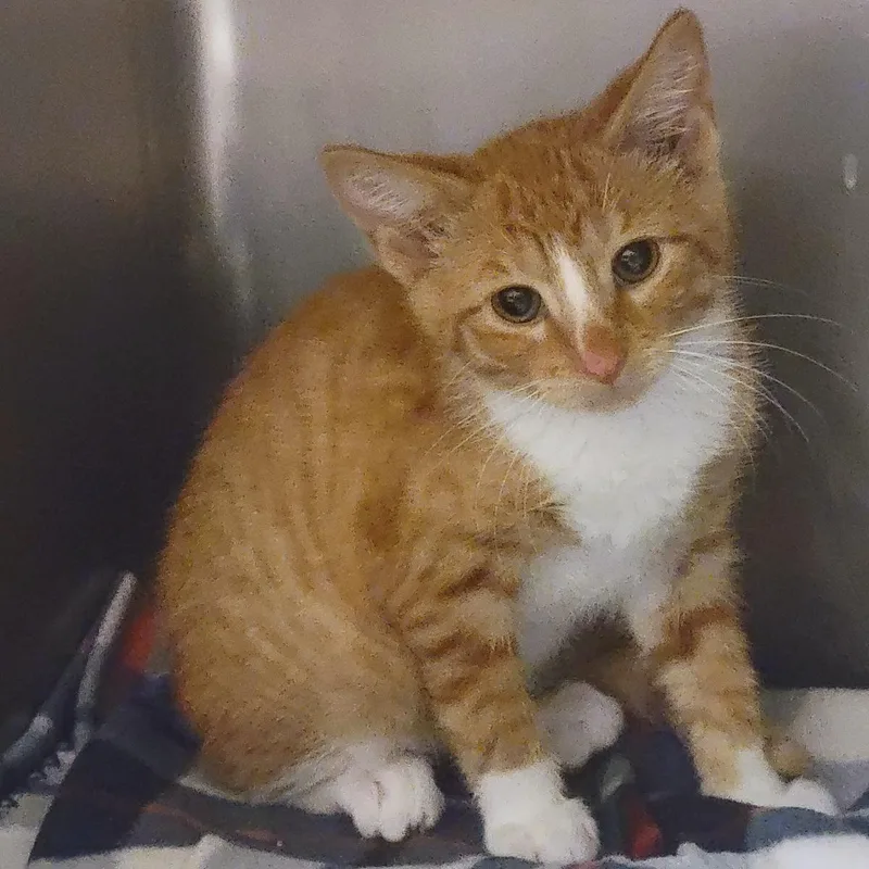 A baby medium-sized male Orange / Red Domestic Short Hair cat named Captain Ameowica for adoption in Plover, WI