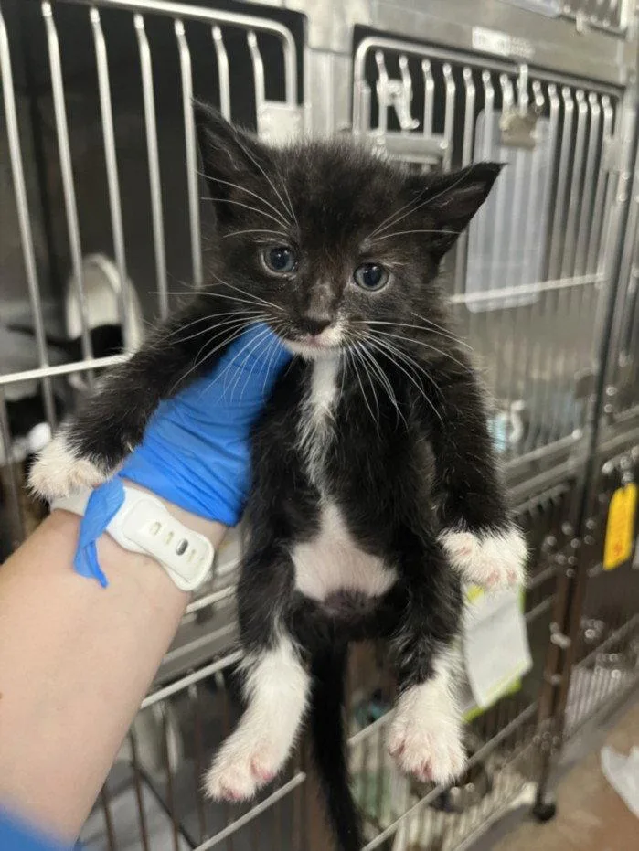 A baby small-sized female Black & White / Tuxedo Domestic Short Hair cat named Mew for adoption in Woodland, CA