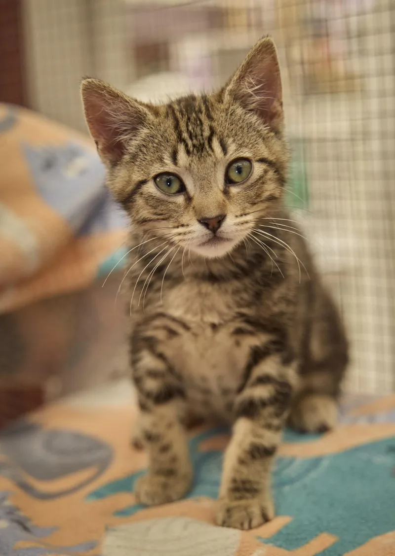 A baby medium-sized male Domestic Short Hair cat named Theo for adoption in Santa Barbara, CA