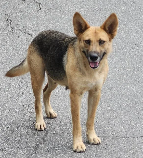 A young medium-sized female German Shepherd Dog dog named A for adoption in San Antonio, TX