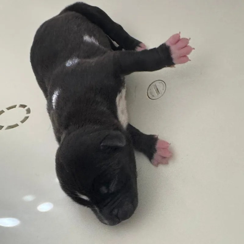 A baby small-sized female Black Mixed Breed dog named Ashley for adoption in Columbus, GA