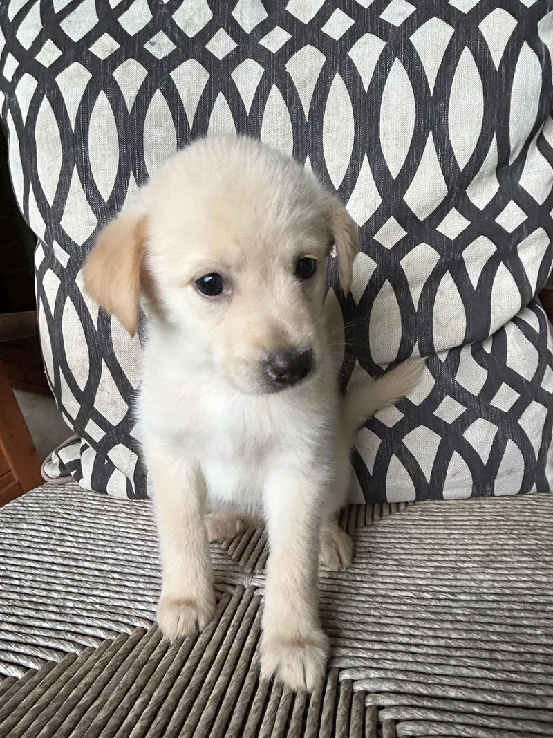 Sadie