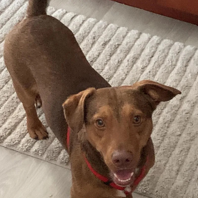 A young medium-sized male Dachshund dog named Grady for adoption in Portage, MI