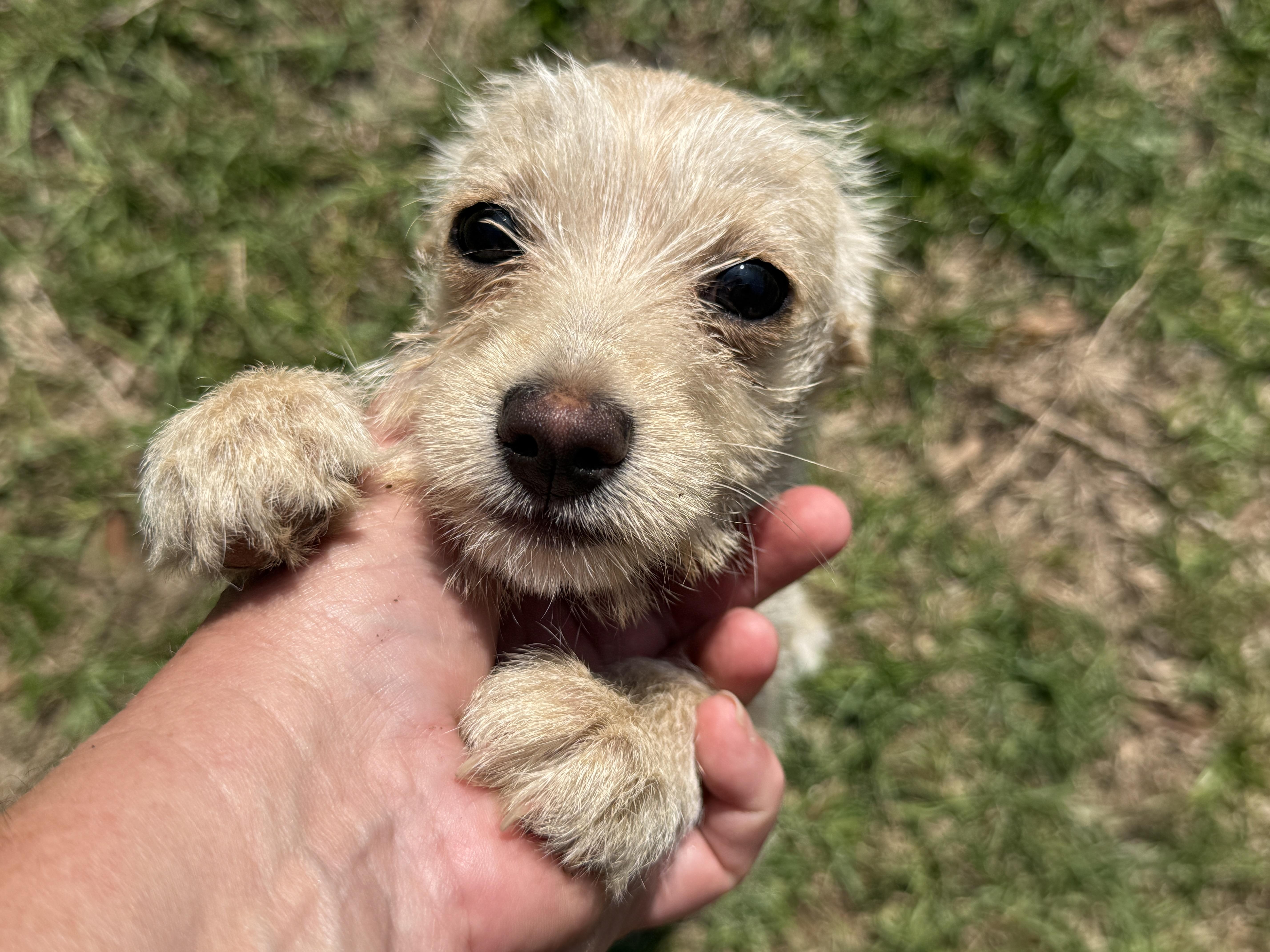 A baby small-sized female White / Cream Chihuahua dog named Cassady for adoption in Lucedale, MS