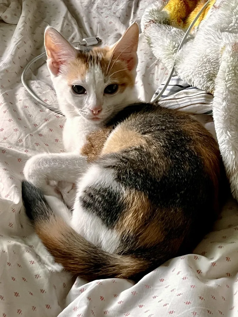 A baby medium-sized female Calico Domestic Short Hair cat named Maeve Woodcrest for adoption in Philadelphia, PA