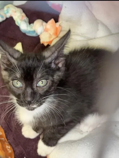 A baby small-sized male Domestic Short Hair cat named Brooks for adoption in Lawrenceville, GA