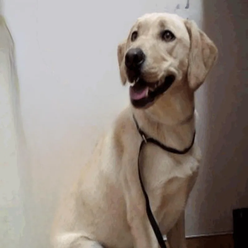 A baby medium-sized female Yellow / Tan / Blond / Fawn Labrador Retriever dog named Milli for adoption in San Francisco, CA