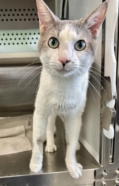 A young medium-sized male Domestic Short Hair cat named Macho for adoption in Kalamazoo, MI