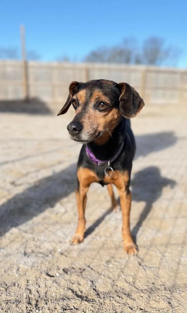An adult small-sized female Miniature Pinscher dog named Minzey for adoption in Muskegon, MI