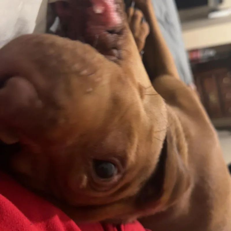 Buddy