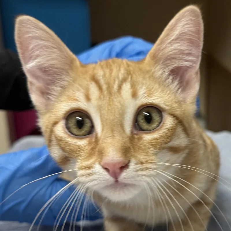 A baby small-sized male Domestic Short Hair cat named Tangelo for adoption in Santa Fe, NM