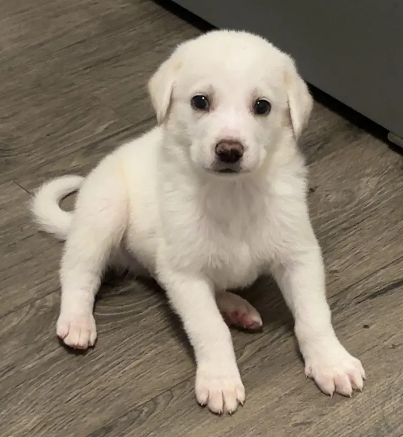 A baby small-sized male White / Cream Great Pyrenees dog named Dallas for adoption in Wendell, NC