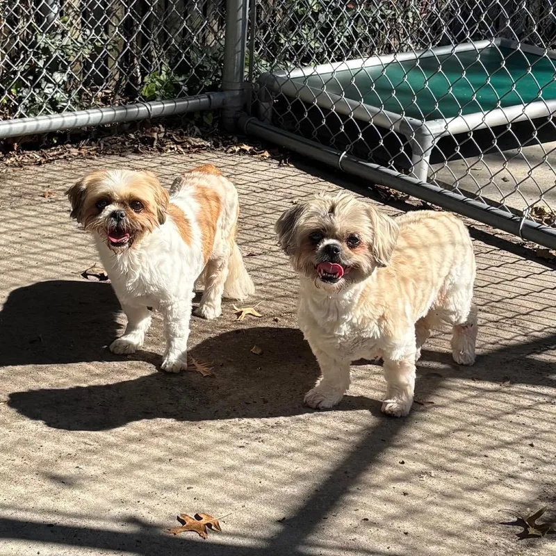 A senior small-sized female White / Cream Shih Tzu dog named Margo & Leoni for adoption in East Hanover, NJ