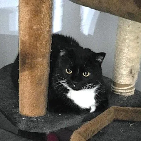 Milo And Oreo