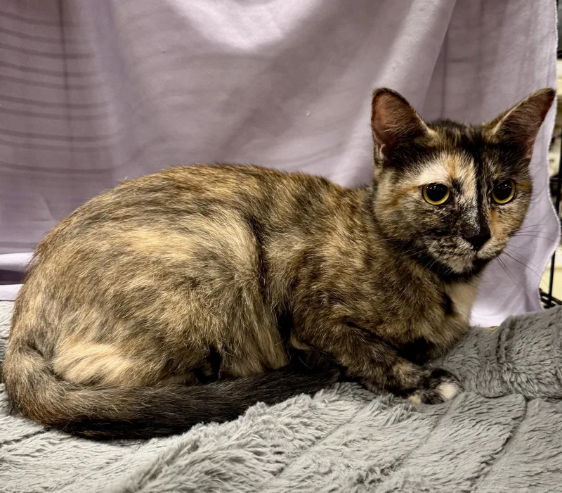 An adult large-sized female Domestic Short Hair cat named Orenda for adoption in Arlington, TX