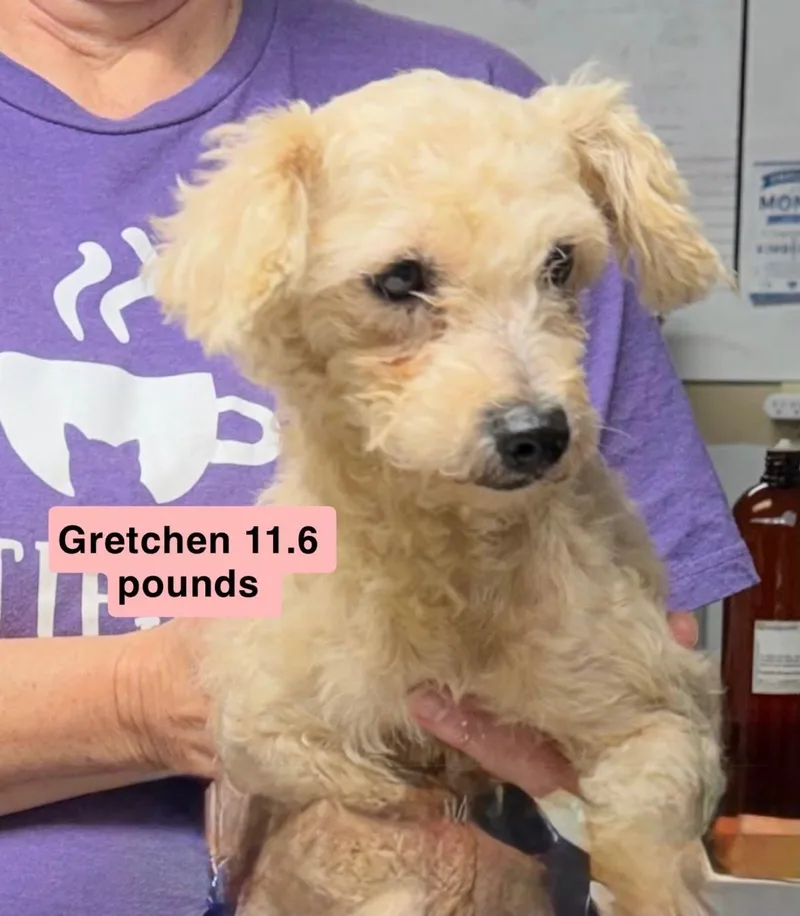 Gretchen
