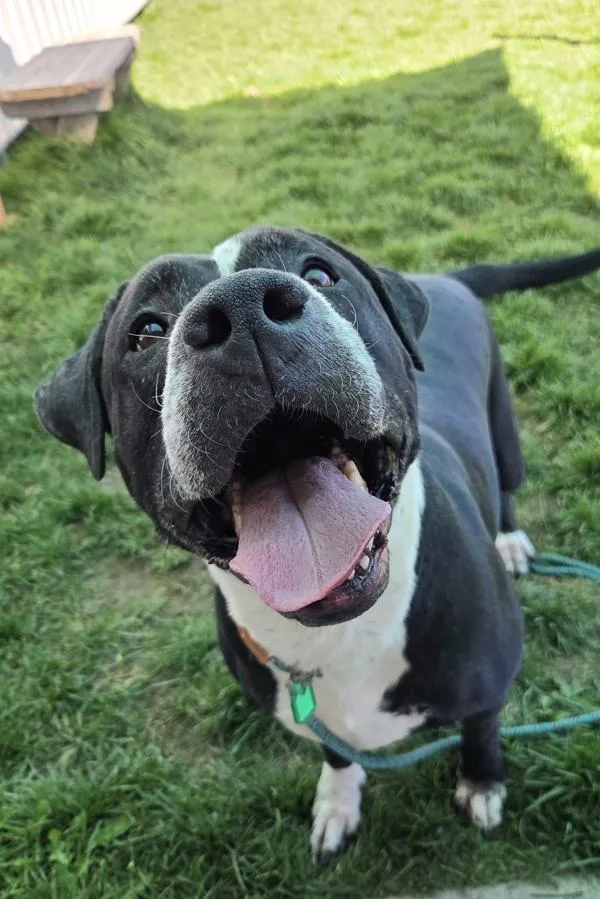 An adult large-sized female American Bulldog dog named Mandy for adoption in Pocatello, ID