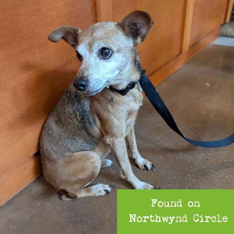 A young small-sized male Apricot / Beige Chihuahua dog named Aster for adoption in Lynchburg, VA