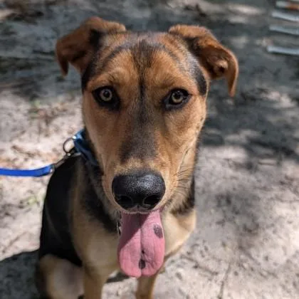 A young medium-sized female Hound dog named Blakelee for adoption in Voorhees, NJ