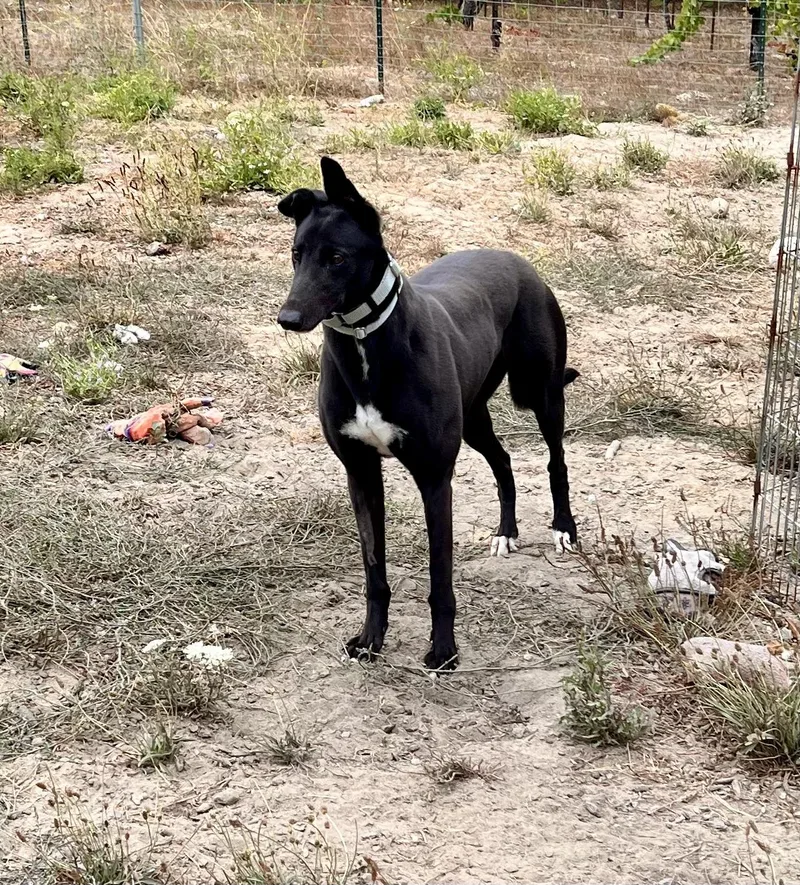 An adult medium-sized female Greyhound dog named Zora for adoption in Santa Rosa, CA