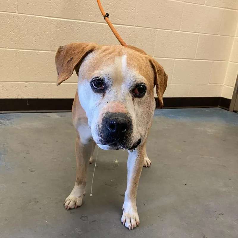 An adult medium-sized female Yellow / Tan / Blond / Fawn Mixed Breed dog named Loraine for adoption in Memphis, TN