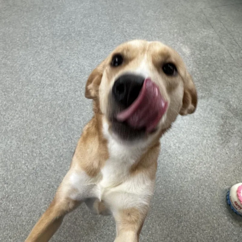 A young medium-sized female Yellow / Tan / Blond / Fawn Shepherd dog named Noodles for adoption in Delaware, OH