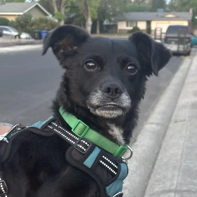 A young small-sized male Black Puggle dog named Romeo for adoption in modesto, CA